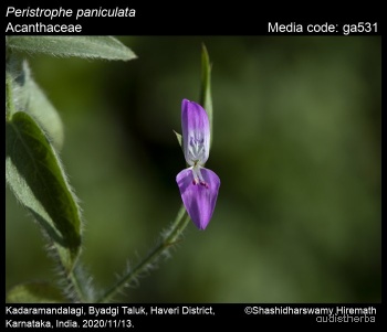 Peristrophe bicalyculata flower3.jpg